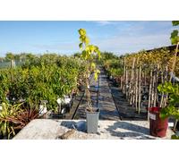 Marshalls Garden Grape Vine 'golden Champion' Vigorous Pot Grown Variety Producing Large Golden Bunches