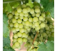 Marshalls Garden Grape Vine 'ior Seedless' Premium Seedless Green Table Grapevine 3 Litre Plant