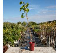 Marshalls Garden Grape Vine 'phoenix' 2 Litre Disease Resistant, Self Fertile Table Grape