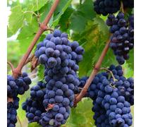 Marshalls Garden Grape Vine Strawberry Fragola Red - Vigorous Dessert Grape For Cooler Climates