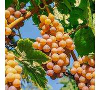 Marshalls Garden Grape Vine 'strawberry Fragola White' Vigorous Dessert Grape