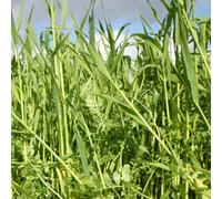 Marshalls Garden Green Manure Mix Autumn/winter Vetch & Cereal Rye (Covers Approx. 20M²)