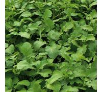 Marshalls Garden Green Manure Seeds - Manure Mustard (Phacelia Tanacetifolia)