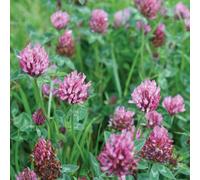 Marshalls Garden Green Manure Seeds - Red Clover 25M2 Coverage
