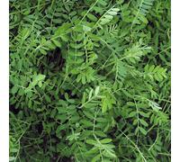 Marshalls Garden Green Manure Seeds Winter Tares (Phacelia Tanacetifolia)