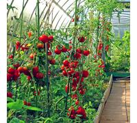 Marshalls Garden Greenhouse Tomato Seed Collection 4-Variety Pack For Pots And Greenhouses