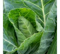 Marshalls Garden Greyhound F1 Cabbage Seeds 500 Pack Early-Maturing Pointed Heads