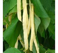 Marshalls Garden Haricot Bean Seeds 'golden Gate' Climbing Variety, 75 Seeds Per Pack