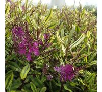 Marshalls Garden Hebe Wiri Celebration 3 X 9Cm - Evergreen Pink-Flowering Shrub 1M Tall