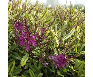 Marshalls Garden Hebe 'wiri Celebration' Evergreen Shrub With Pink Spring Flowers 3 Litre Plant