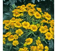 Marshalls Garden Helenium Autumnale 'helena Gold' Flower Seeds, 75 Seeds, Yellow Daisy-Like Perennials