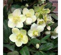 Marshalls Garden Helleborus 'snow Dance' Creamy White Winter-Flowering Perennial
