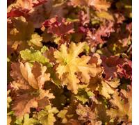 Marshalls Garden Heuchera 'marmalade' Evergreen Perennial - Rhs Award, Pollinator-Friendly, Low-Maintenance 9Cm Plant