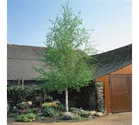 Marshalls Garden Himalayan Birch Tree (Betula) Ornamental Deciduous Tree Up To 12 M 3 Litre Tree