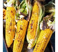 Marshalls Garden Honeydew Improved F1 Sweetcorn Seeds, Pack Of 3, Cool-Climate High Yield