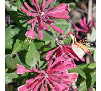 Marshalls Garden Honeysuckle 'goldflame' Climbing Plant, Fragrant, Pollinator-Friendly, 2 Litre