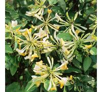 Marshalls Garden Honeysuckle 'graham Thomas' - Lonicera Periclymenum, Fragrant Yellow Summer Flowers, Vigorous Self-Twining Climber, 1 X 9Cm Pot