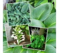 Marshalls Garden Hosta Slug-Resistant Collection - 3 Bare Roots (Devon Grass, Hosta Sieboldiana, Sum And Substance)