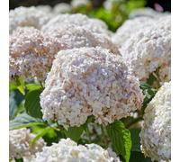 Marshalls Garden Hydrangea Arb. Plant 'candybelle Marshmallow' 3 Litre Plant