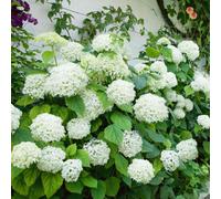 Marshalls Garden Hydrangea Arborescens 'annabelle' - White Shrub With 30Cm Flower Heads 7.5 Litre