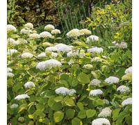 Marshalls Garden Hydrangea Arborescens 'strong Annabelle' 3 Litre