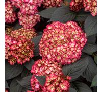 Marshalls Garden Hydrangea 'eclipse First Edition' 12Cm Plant, Long-Flowering Compact Shrub