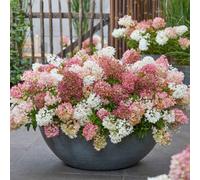 Marshalls Garden Hydrangea 'groundbreaker Blush' - Compact Spreading Pink Hydrangea For Borders, 14Cm Plant