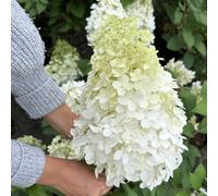 Marshalls Garden Hydrangea 'hercules' Large 40Cm Flowerhead Shrub 1 Plant 7.5 Litre Plant