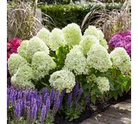 Marshalls Garden Hydrangea 'little Spooky' Dwarf Compact Shrub, Green-Tinged White Flowers, 3 X 9Cm