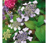 Marshalls Garden Hydrangea Macrophylla 'mariesii Perfecta' - Lacecap Shrub, Blue Or Pink Flowers, 12Cm Plant