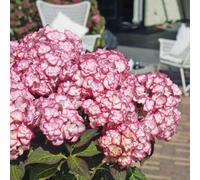 Marshalls Garden Hydrangea Macrophylla Plant 'miss Saori' 9Cm Plant