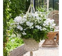 Marshalls Garden Hydrangea Macrophylla 'runaway Bride' Award-Winning White Lacecap Shrub 7.5 Litre