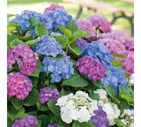 Marshalls Garden Hydrangea 'mophead' Collection - 3 X 12Cm White, Pink And Blue Mophead Shrubs