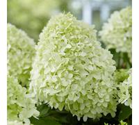 Marshalls Garden Hydrangea Pan. Plant 'little Spooky' 9Cm Plant