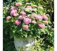 Marshalls Garden Hydrangea Pink Mophead 12Cm Plant, Compact Mophead Shrub With Soft Pink Blooms.