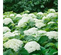 Marshalls Garden Hydrangea Plant 'annabelle' 3 Litre Plant