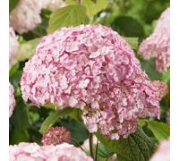 Marshalls Garden Hydrangea Plant 'candybelle Bubblegum' 3 Litre Plant