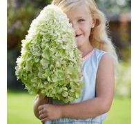 Marshalls Garden Hydrangea Plant 'hercules' 3 Litre Plant