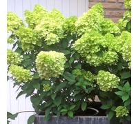 Marshalls Garden Hydrangea Plant 'mojito' 7.5 Litre Plant