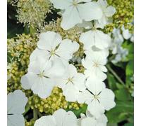 Marshalls Garden Hydrangea Querc. Ice Crystal 9Cm