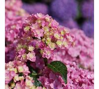 Marshalls Garden Hydrangea 'together' Double-Flowering Colour-Changing Shrub Pink 3 Litre Plant
