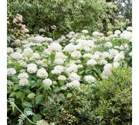 Marshalls Garden Hydrangea 'white Mophead' - Pure White Mophead Shrub, Summer To Early Autumn Flowering, 12Cm Plant