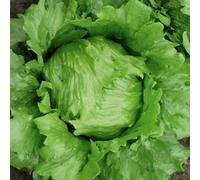 Marshalls Garden Iceberg Lettuce Seeds 'robinson' - 200 Seeds, Bolt-Resistant, Rhs Award