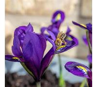 Marshalls Garden Iris Bulbs 'Harmony' - Early Spring Blue Flowers Pack of 20