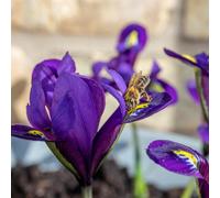 Marshalls Garden Iris Bulbs 'harmony' - Early Spring Blue Flowers Pack Of 20