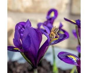 Marshalls Garden Iris Bulbs 'Harmony' - Early Spring Blue Flowers Pack of 20