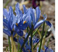 Marshalls Garden Iris 'cantab' (Iris Reticulata) Dwarf Bulbs - Pack Of 20