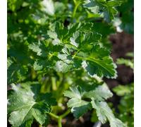 Marshalls Garden Italian Flat-Leaf Parsley Plant High Yield Low-Maintenance Culinary Herb 1 Litre