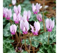 Marshalls Garden Ivy-Leaved Cyclamen Bulbs (Cyclamen Hederifolium) - Pack Of 5 Bulbs, Shade-Loving Autumn-Flowering Groundcover