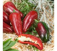 Marshalls Garden Jalapeno Chilli Pepper Seeds, Capsicum Annuum, 15 Seeds, Compact High-Yield Plants
